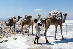 Ostafrika, thiopien - Djibouti: Expedition durch die Wste Danakil - Kamele in der Salzwste