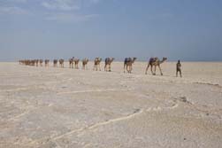 Ostafrika, thiopien - Djibouti: Expedition durch die Wste Danakil - Kamele werden durch die Salzwste gefhrt